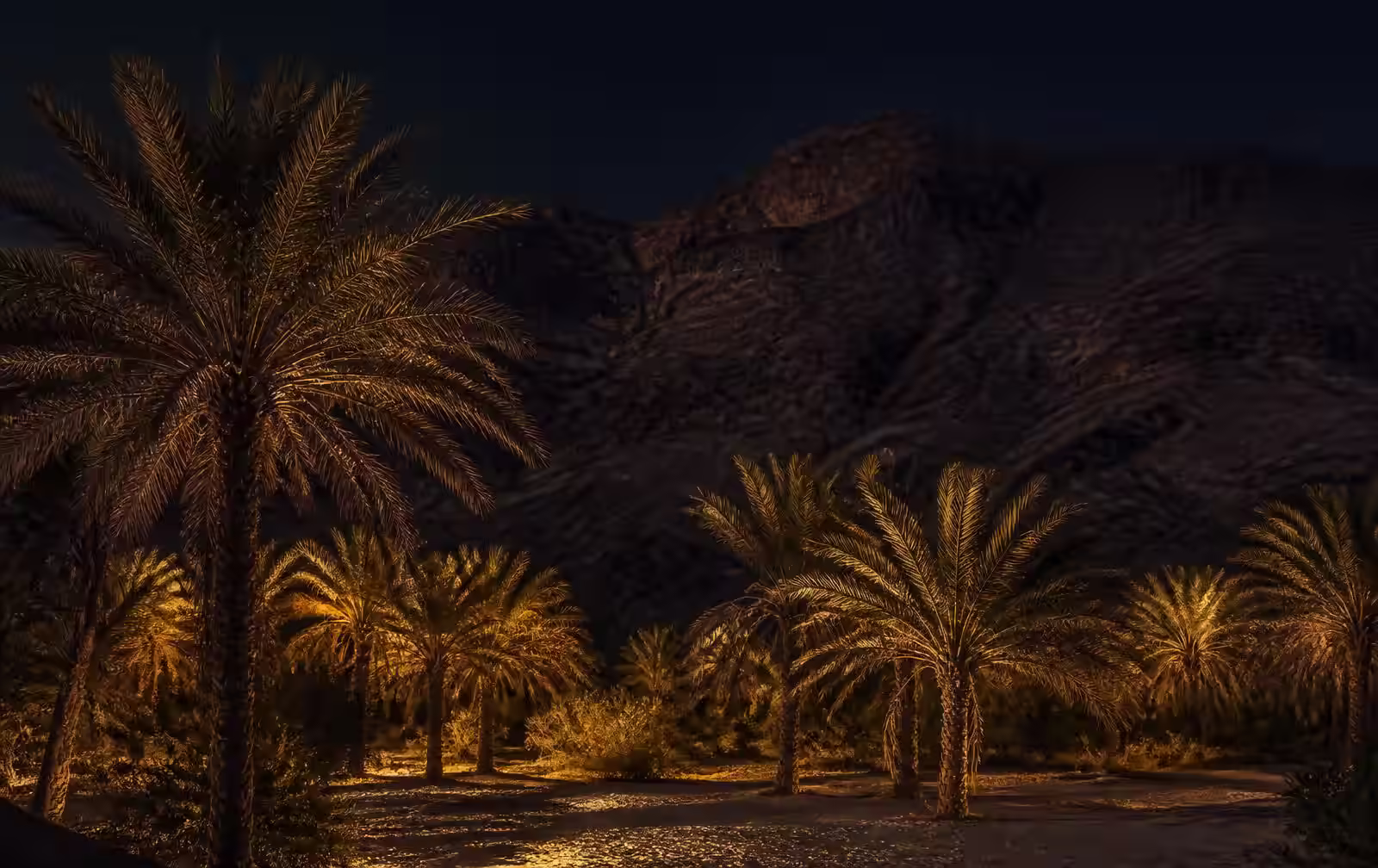 A desert oasis of date palms below a dark rocky mountain at evening with warm gold light through the fronds
