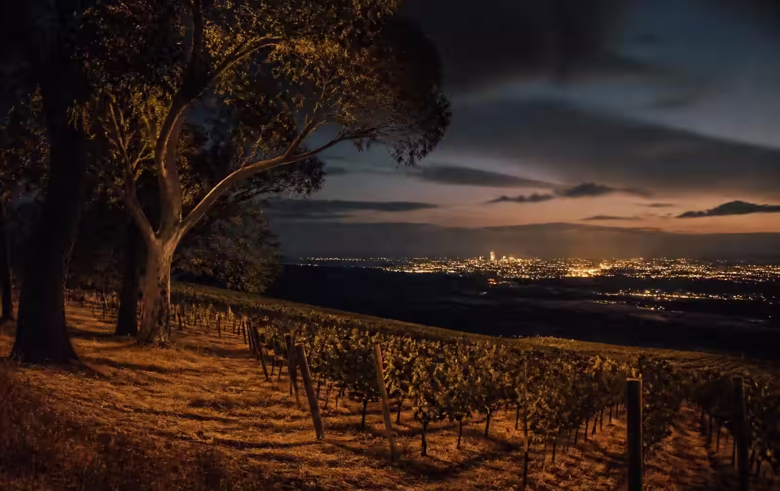 Dry vineyard country under a deep evening sky with a distant city glow on the plain below