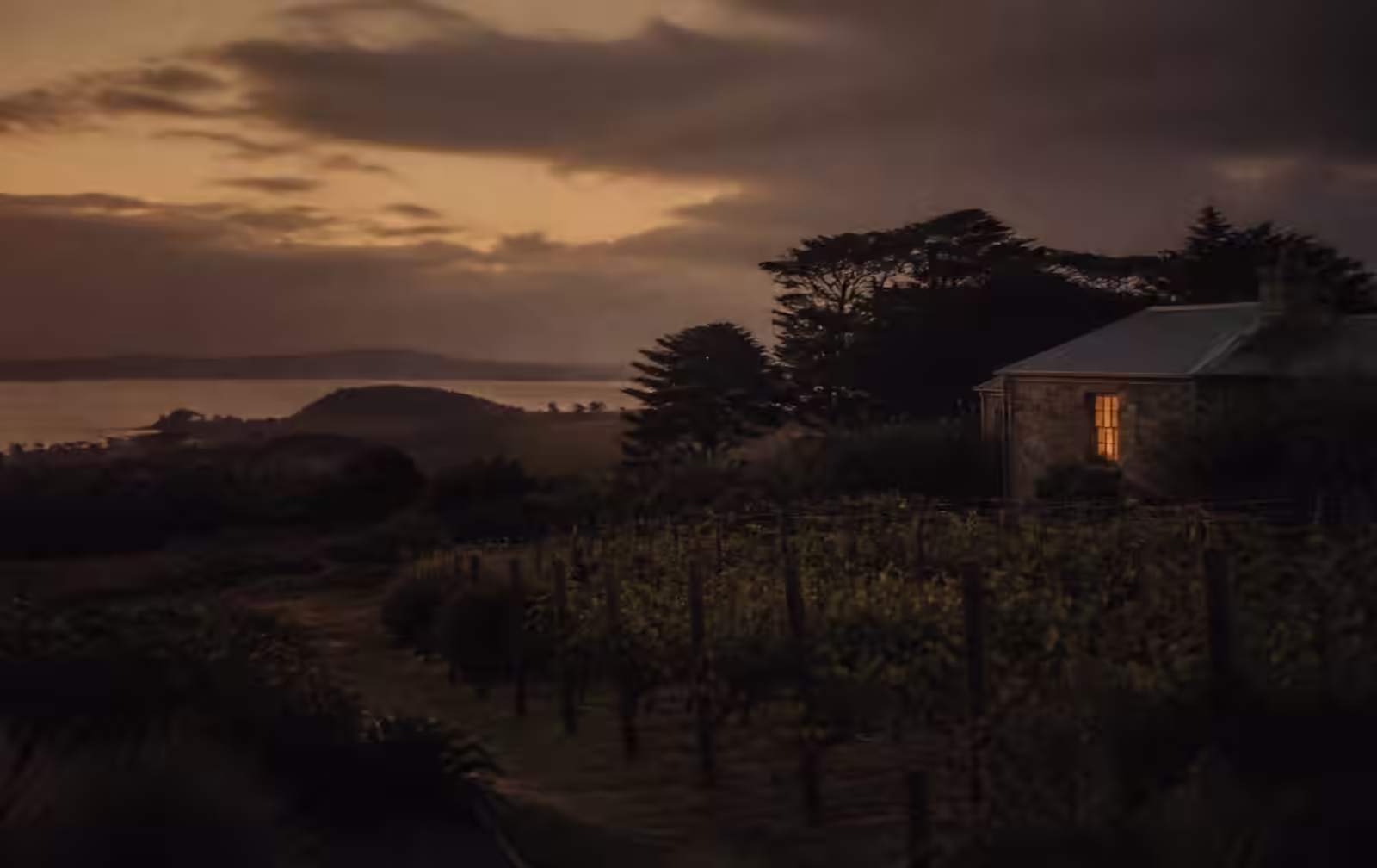 Coastal Victorian countryside at dusk with vineyard rows, cypress trees and one warm lit window in a stone house