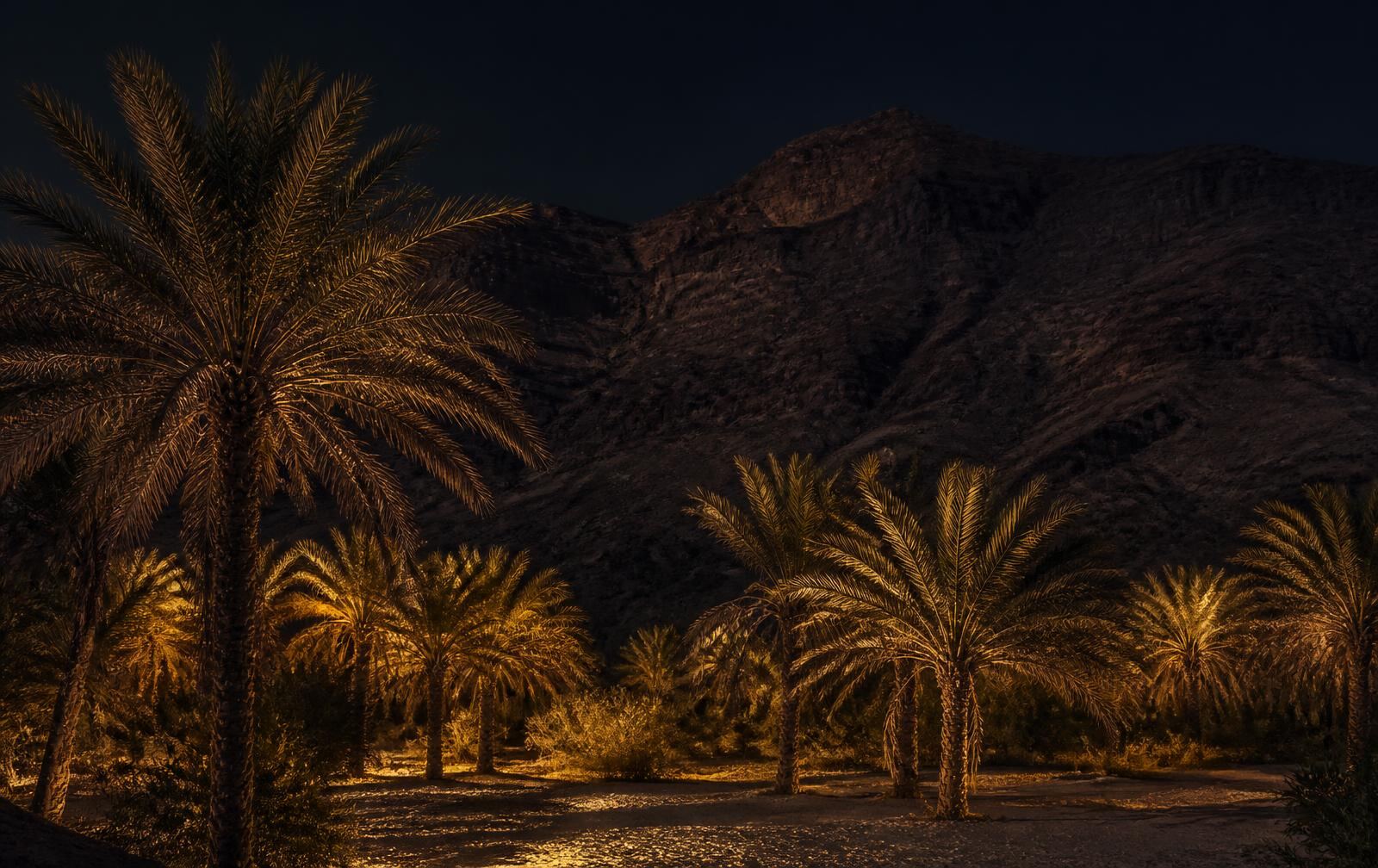 A desert oasis of date palms below a dark rocky mountain at evening with warm gold light through the fronds
