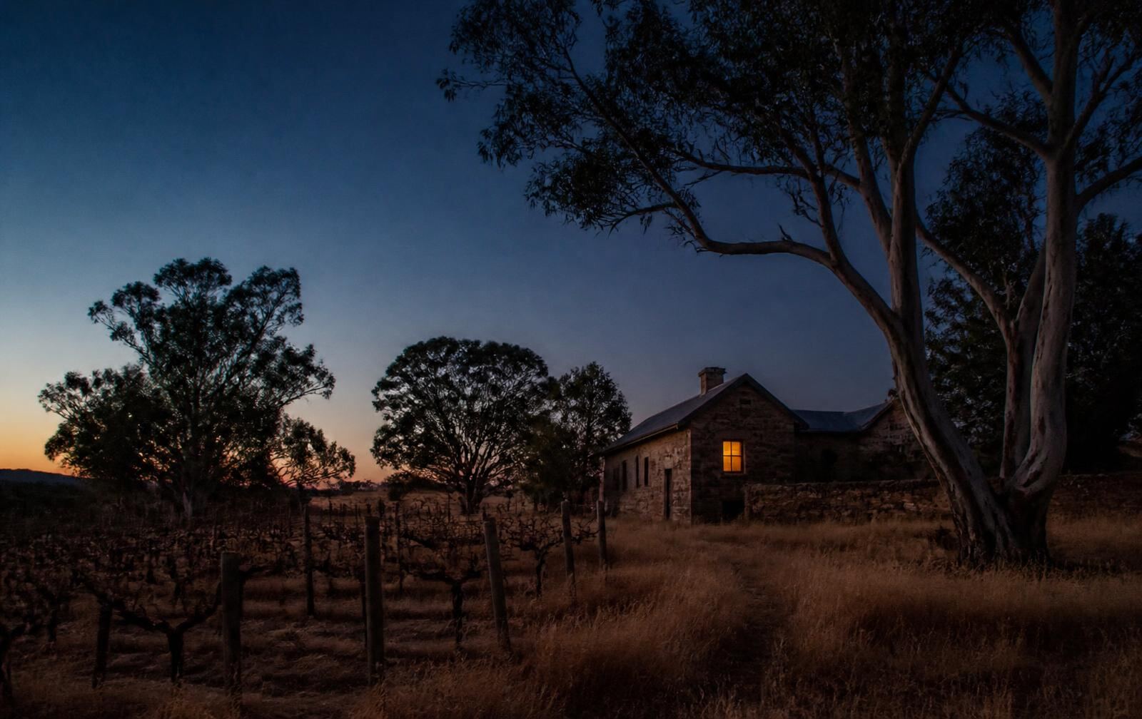 Old vineyards and gum trees at dusk with a stone farmhouse showing one warm lit window