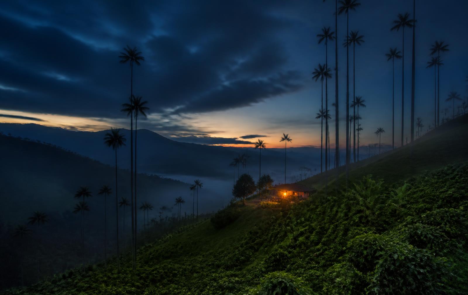 Colombia's coffee region at dusk, wax palm silhouettes over a misty green valley with one lit finca window