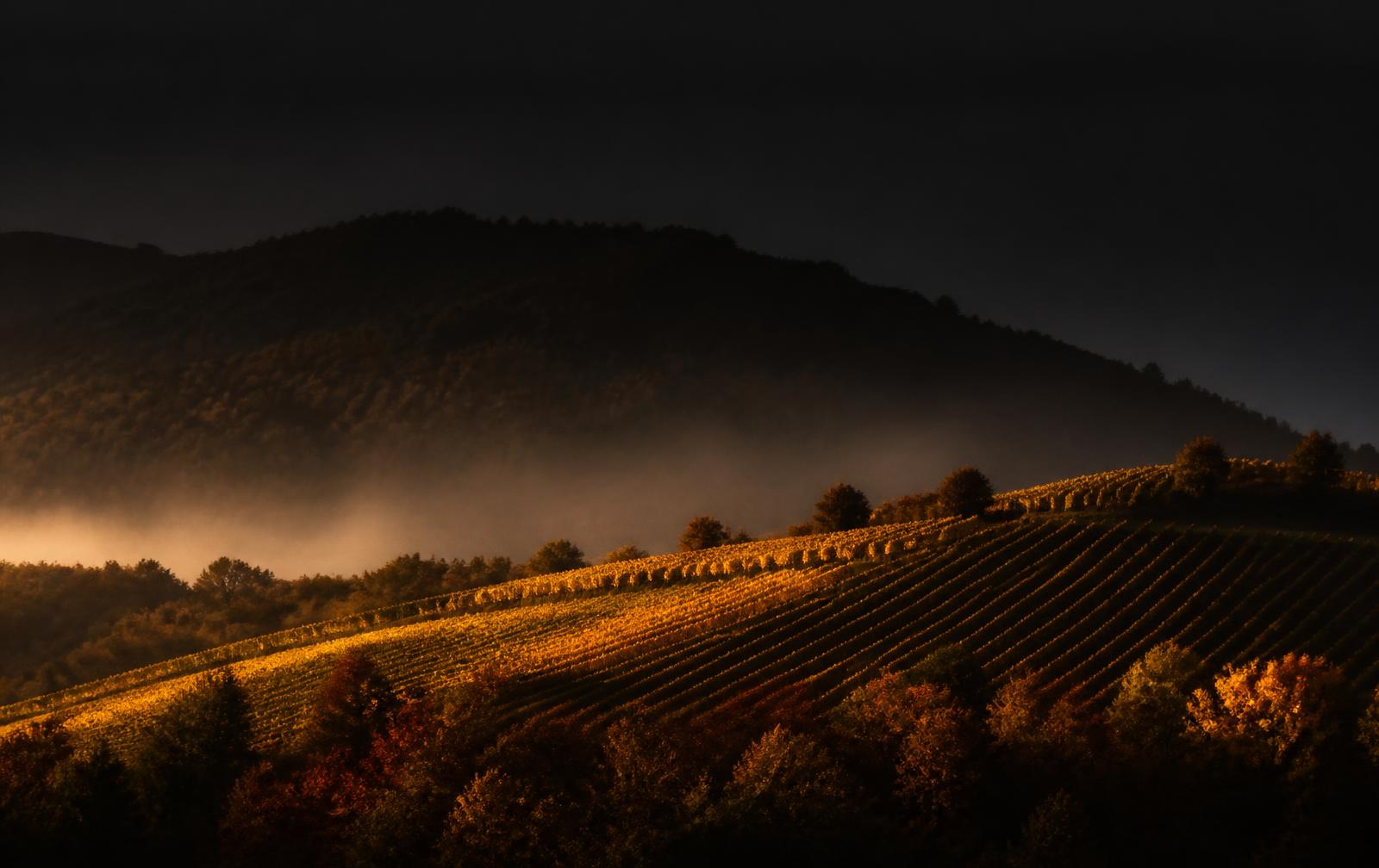 Autumn vineyard rows glowing gold on a low wooded ridge with mist in the valley below
