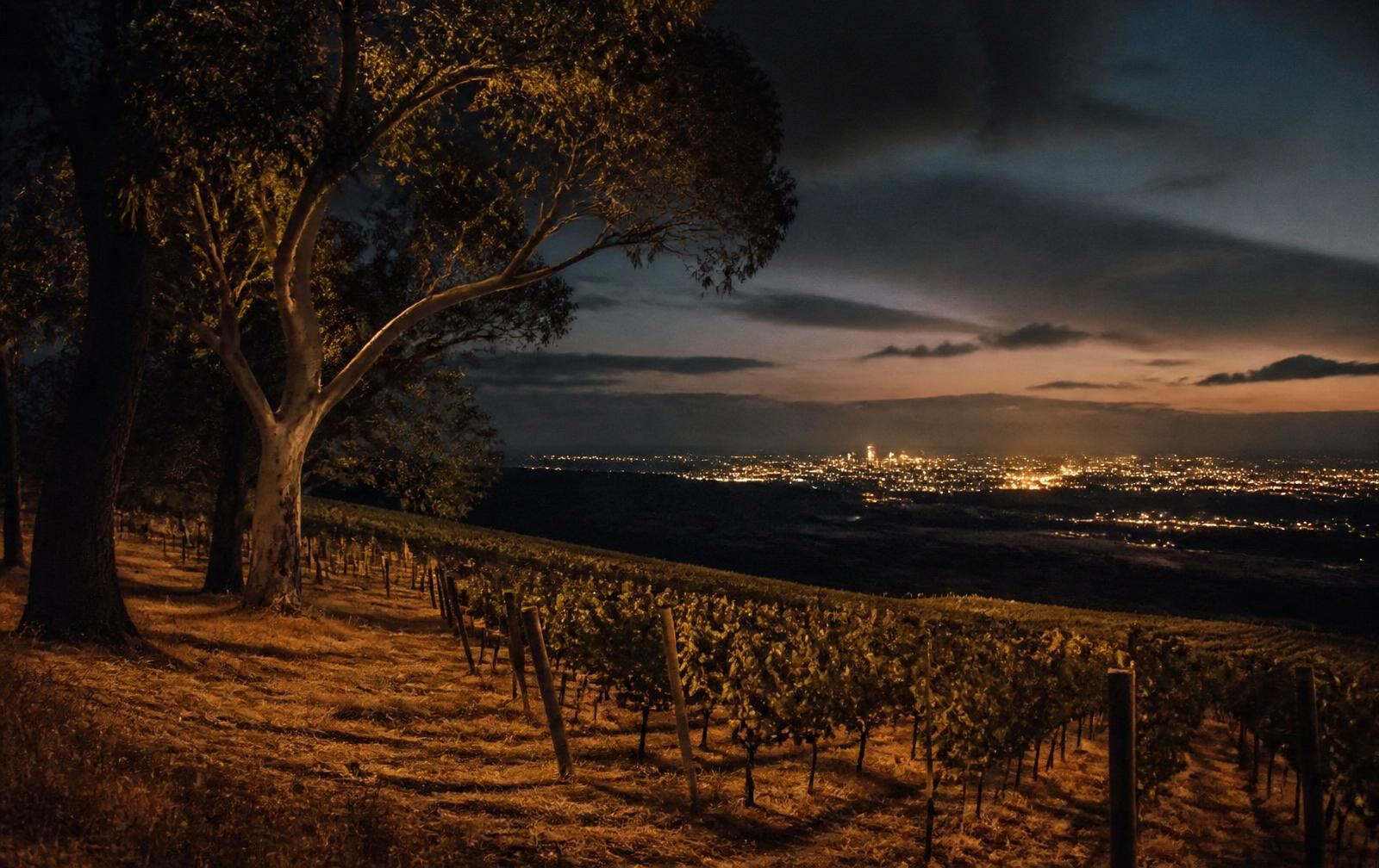 Dry vineyard country under a deep evening sky with a distant city glow on the plain below